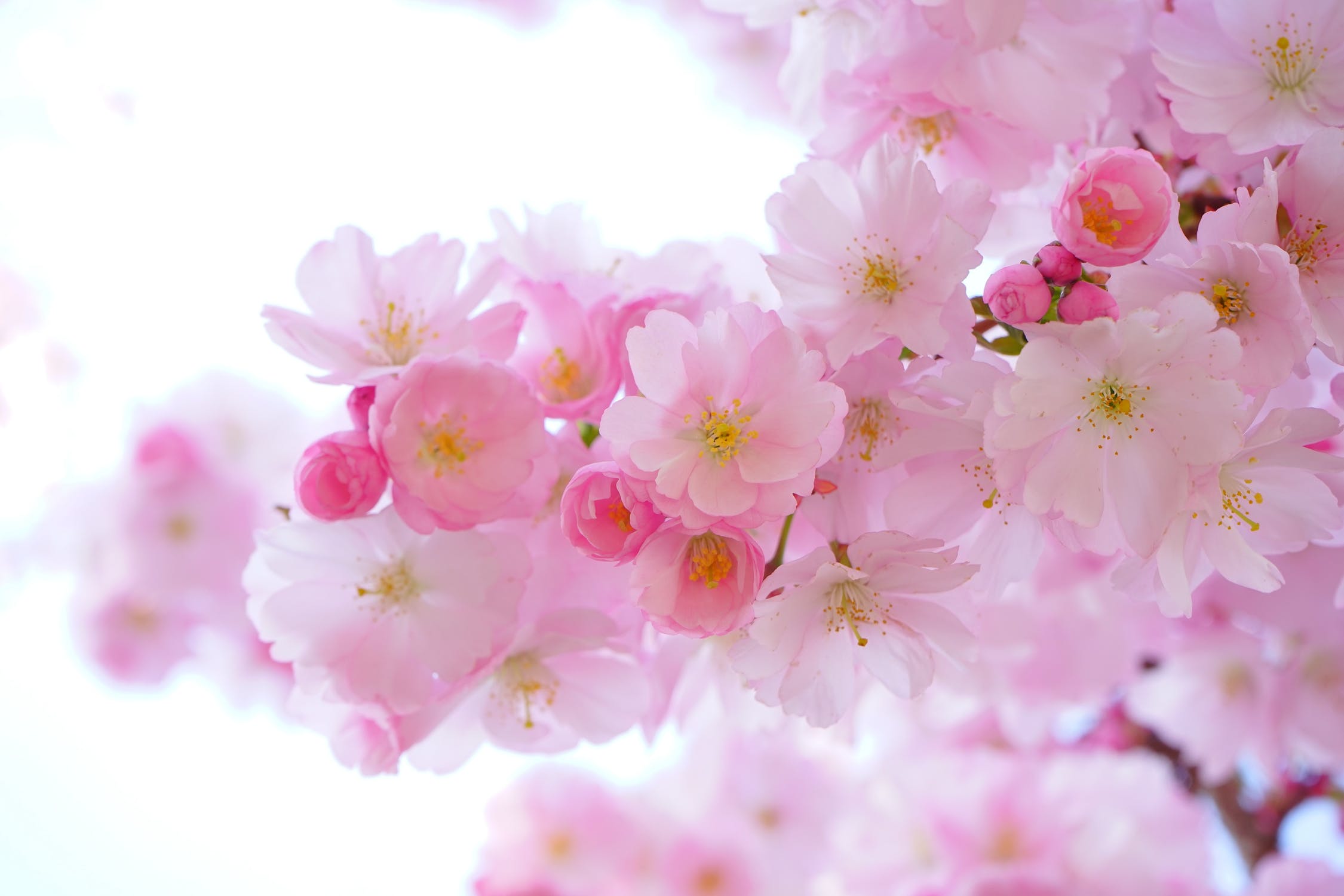 Cherry Blossom Festival 2019